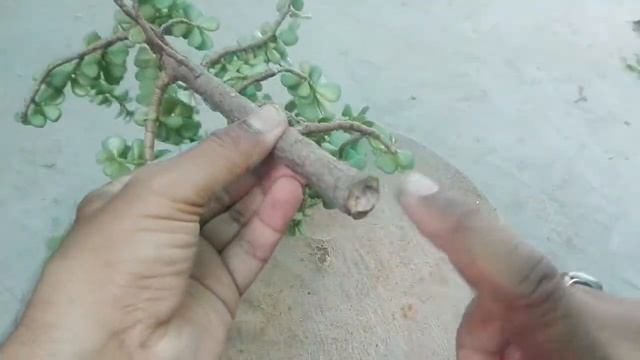 How to use fungicide || jade plant bonsai Urdu hindi смотреть онлайн