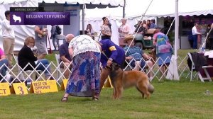 Belgian Tervuren | Breed Judging 2021