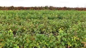 Интервью Шиблева Владимира Александровича передаче Земля и люди.