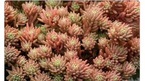 Очиток испанский (sedum hispanicum)