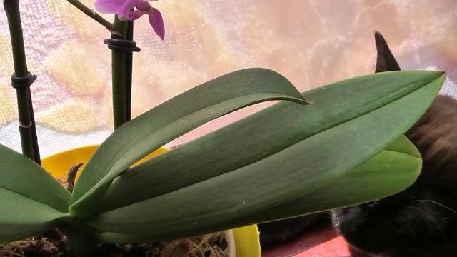 На орхидее 6 деток ☆ многодетный папаша ☆ Биогумус для орхидей ☆ 6 children on an orchid Equestris смотреть онлайн