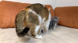 A mom cat takes care of a kitten whose ear itches.