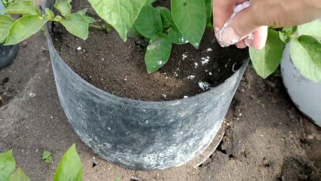 ЗА 1 РАЗ ИЗБАВИЛАСЬ ОТ МУРАВЬЕВ ! Я В ШОКЕ ! СУПЕР СПОСОБ смотреть онлайн