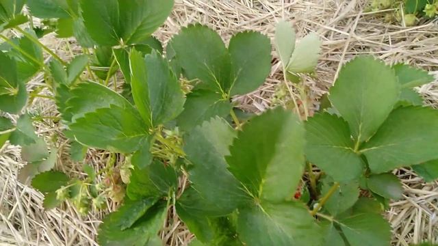 Начало плодоношения.Выживший куст клубники после фузариозного увядания. смотреть онлайн