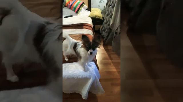 Континентальный спаниель Папийон Мика генератор положительных эмоций 