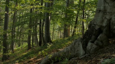 Природа. Лесное пение птиц - Птицы поют в лесу - Пение птиц в реальном времени