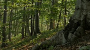 Природа. Лесное пение птиц  - Птицы поют в лесу - Пение птиц в реальном времени