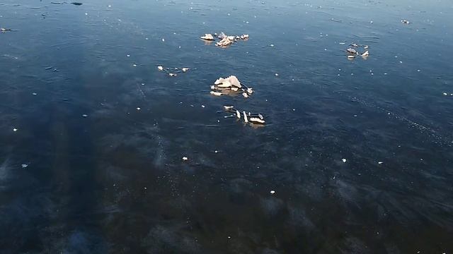 Плещеево озеро замерзло!