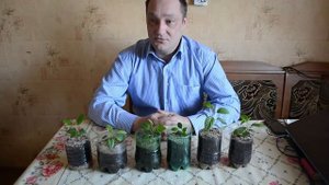 Яблони из косточки - обзор саженцев