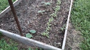 Собираю урожай: яблоки, абрикосы, огурцы, помидоры, вигна и т.д.