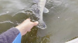 Москва река лето 2023, рыбалка по карте глубин Dap Drift PRO