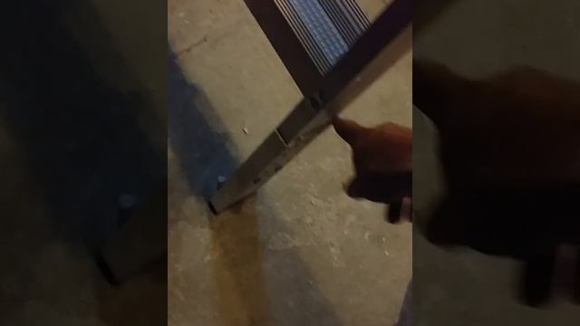 Установка ляды с лестницей в гараже. смотреть онлайн