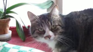 Кошка зевает.
