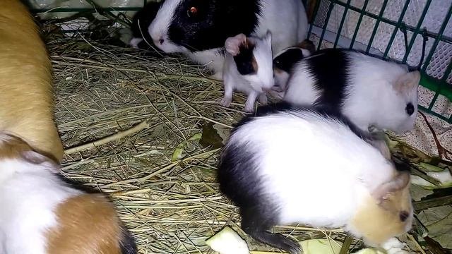 МИЛЫЕ ПОРОСЯТА МАЛЫШИ МОРСКАЯ СВИНКА | Хомячуля: Secret Life Hamster - Pets