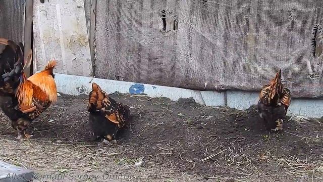 Поёт Павловский Петух и Курочки Рябы Pavlov Rooster Singing