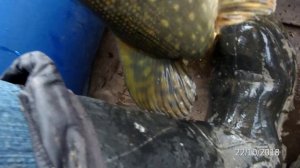 Megabass Vision 95Q-Go F-версия отличился на рыбалке