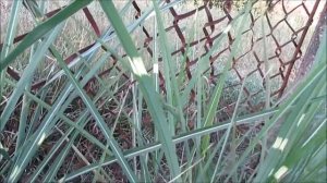 Мискантус Зебринус