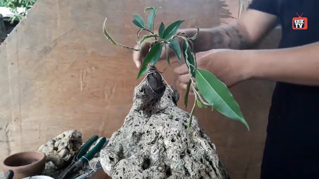 PHILIPPINE BONSAI | HOW TO PLANT FICUS BENJAMINA ON ROCK | PAANO MAGTANIM NG BALETE SA BATO смотреть онлайн