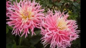 #Георгин #Цветы садовые70 Декоративные растения