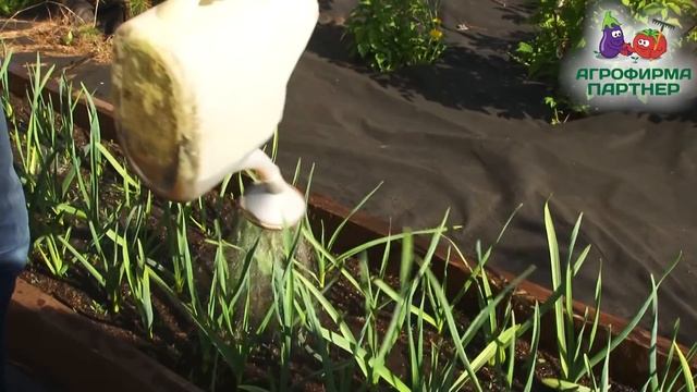 ЧТО ДЕЛАТЬ, ЕСЛИ ЖЕЛТЕЕТ ЧЕСНОК смотреть онлайн