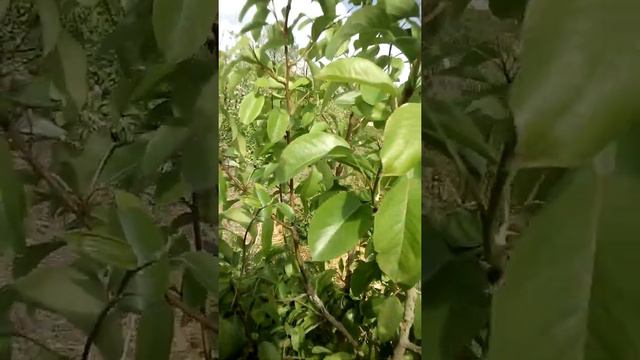 Бактеріальний опік груші смотреть онлайн