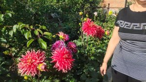 Сорта георгин .Подготовка к первым заморозкам .