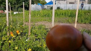 Сорт томата Dwaf Медная голова 12,08,23