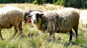 ЧЕРЕМШИНА 2