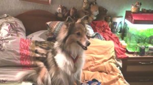 Лета и значки осень 2021