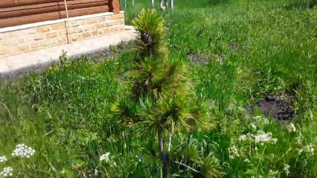 Цветение кедра в Белгородской области смотреть онлайн