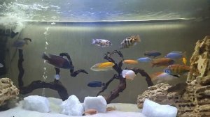 Еще 5 минут релакса  Малавийник  Цихлидник  Мбуна и Утака  Relax  Malawi Cichlids Tank  5 min