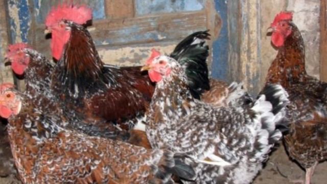 Разведение Ливенской ситцевой породы кур как бизнес идея | Птицеводство | Куры Ливенские ситцевые