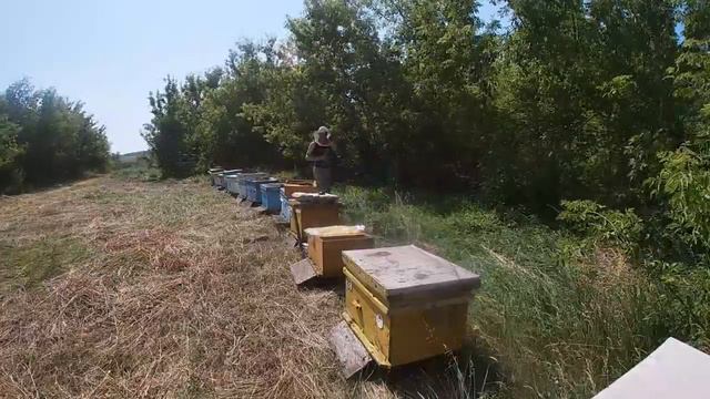 Кочевой точок на гречихе... смотреть онлайн