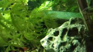 Аквариум 50 литров.mp4