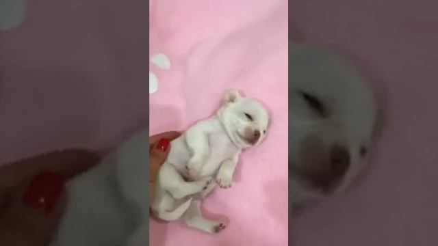 Релакс чихуахуа Симферополь