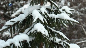 В преддверии новогодних праздников жителей республики призывают не вырубать живые ели