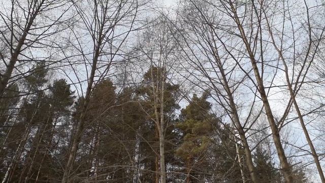 Тополь душистый, хорошо растет в Сибири