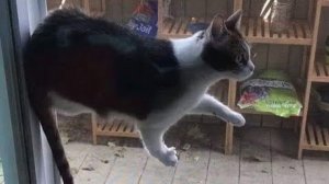 ? Сверхъестественные коты! ? Приколы с котами и собаками 2022 #21