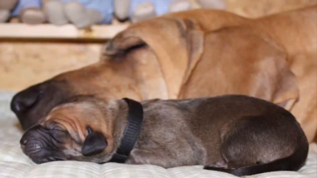 10 самых сильных собак смотреть онлайн