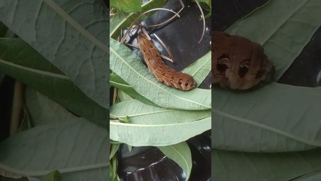 Винный бражник. Спонтанное видео