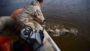 Как ловят сомов на Амуре