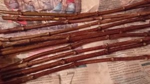 Черенки гортензий через месяц хранения в холодильнике