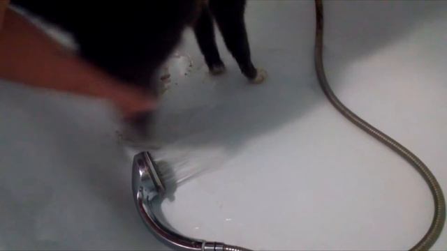 если у кошки грязные лапы смотреть онлайн