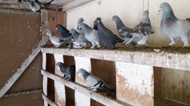 Такла турецкая. Голуби смотреть онлайн