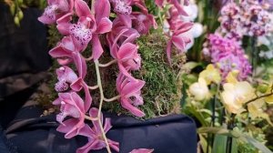 Англия. Выставка орхидей в саду Wisley. Март 2023. Orchids Show at Wisley Park. March 2023