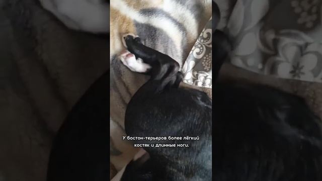 Бостон-терьер VS французский бульдог #французскийбульдог #бостонтерьер