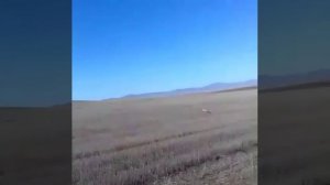 Лиса в поле