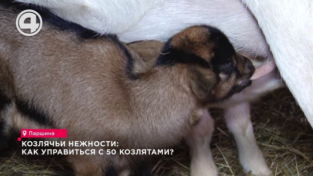 Козлячьи нежности: как управиться с 50 козлятами?