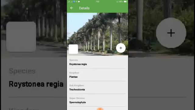 PlantSnap identifies a Cuban royal palm (Roystonea regia) смотреть онлайн