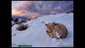 Как животные приспосабливаются к условиям жизни?